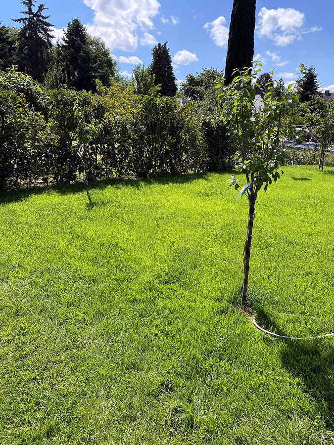 Gepflegter Garten mit Rasen, Obstbaum und Hecke